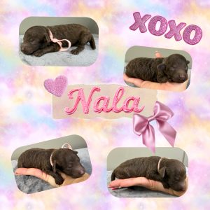 Nala - Chocolate Cavoodle (Available)
