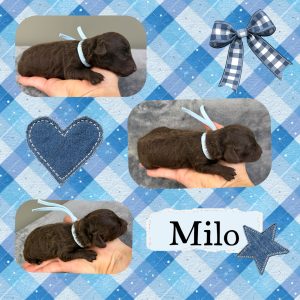 Milo - Chocolate Cavoodle (Available)