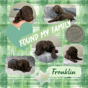 Franklin - Chocolate Phantom Cavoodle (Sold)